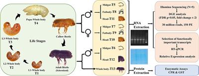 Age matters: Life-stage, tissue, and sex-specific gene expression dynamics in Ips typographus (Coleoptera: Curculionidae: Scolytinae)